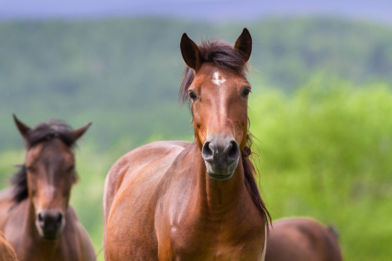 Equine Sinus Trephination: Understanding the Procedure & Its Necessity